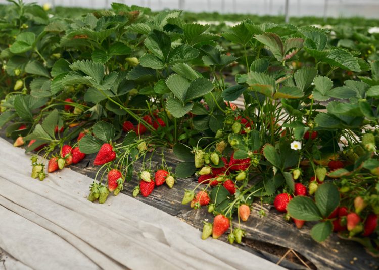 Perkebunan Stroberi di Pagar Alam Jadi Wisata yang Berikan Pengalaman Unik Saat Berlibur