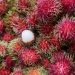 Netizen Hebon Belum Icip Rambutan di 2025, Ini Dia Penyebabnya
