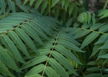 Cegah Penyakit Mematikan, Intip Manfaat Luar Biasa Daun Kenikir