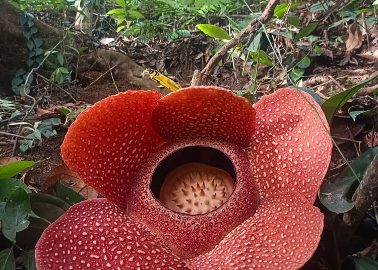 Dua Bunga Rafflesia Arnoldi Mekar Serentak di Rejang Lebong, Satunya Menyusul