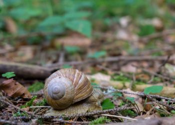 Sering Diolah Sebagai Sajian Lezat, Yuk Intip 8 Manfaat Keong Sawah untuk Kesehatan