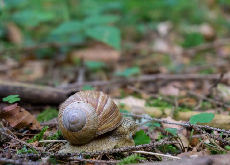 Sering Diolah Sebagai Sajian Lezat, Yuk Intip 8 Manfaat Keong Sawah untuk Kesehatan