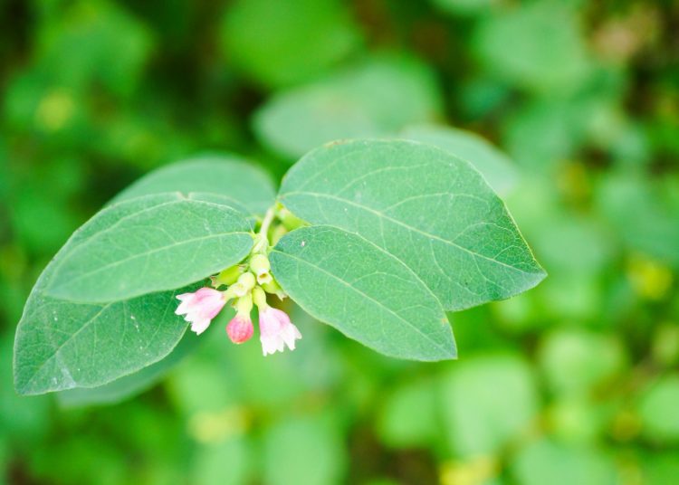 6 Manfaat Bidara Untuk Kesehatan, Orang Bengkulu Sering Sebut Daun Ini Tanaman Pengusir Jin