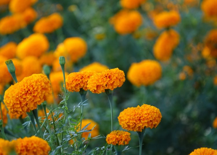 Anti Inflamasi, Kenali 6 Manfaat Bunga Marigold untuk tubuh