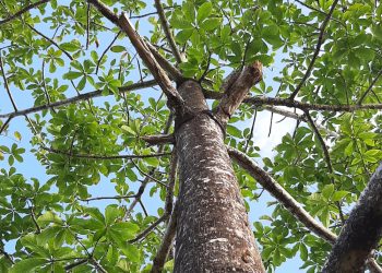 5 Ragam Manfaat Minyak Jarak untuk Kesehatan