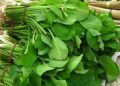 Sering Dianggap Tanaman Liar, Kenali 8 Manfaat Genjer Untuk Kesehatan Tubuh yang Jarang Diketahui