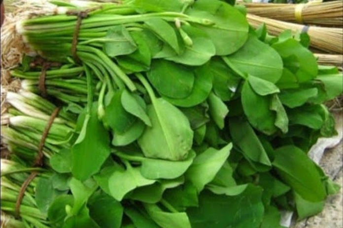 Sering Dianggap Tanaman Liar, Kenali 8 Manfaat Genjer Untuk Kesehatan Tubuh yang Jarang Diketahui