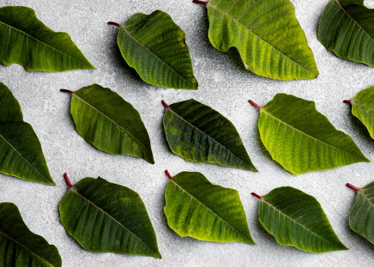 Manfaat Daun Sirsak: Jangan Asal Percaya, Ini Penjelasan yang Perlu Kamu Tahu