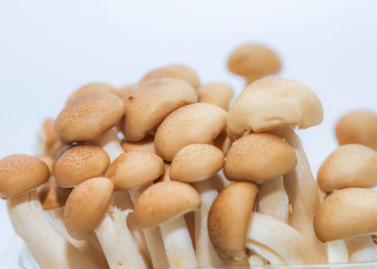 Komponen Wajib Dalam Menu Tekwan Sagu, Ketahui Manfaat Jamur Shimeji untuk Kesehatan