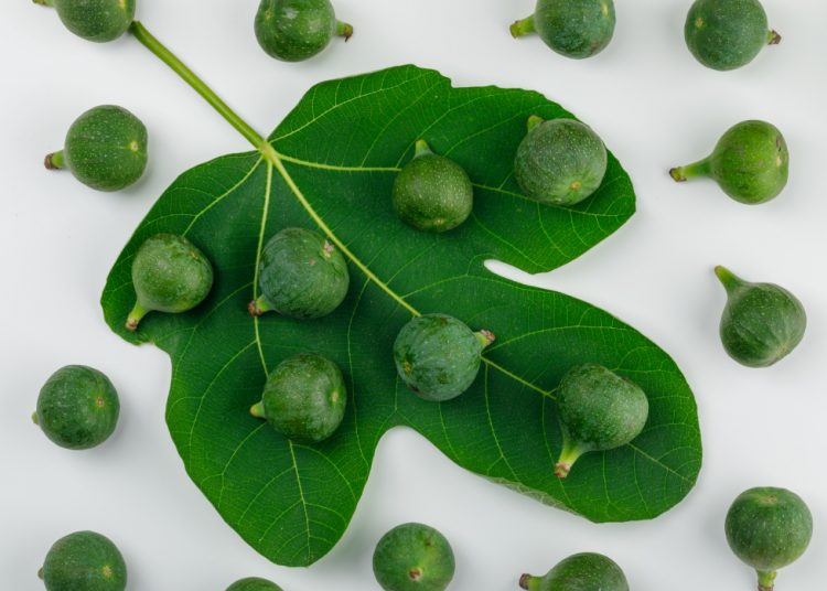 Ketahui 8 Manfaat Daun Ketapang Beserta Cara Menggunakannya