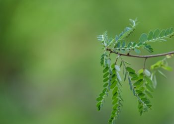Mengenal Daun Kelor, Tanaman Sederhana dengan Manfaat Luar Biasa
