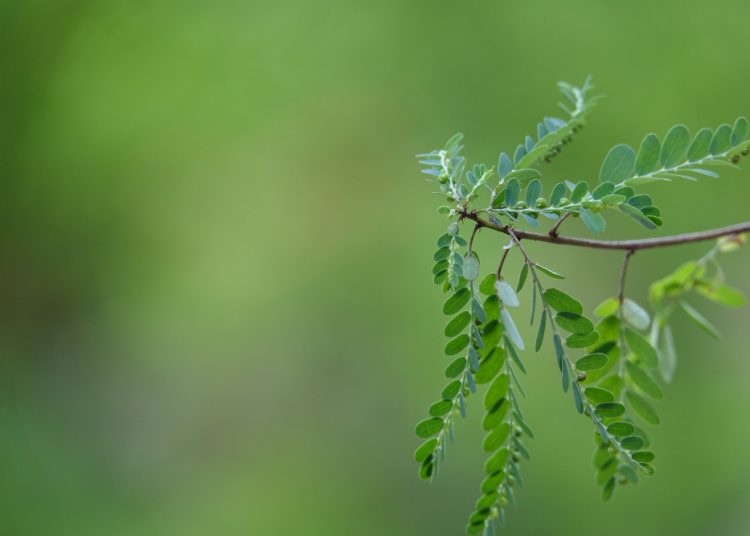 Mengenal Daun Kelor, Tanaman Sederhana dengan Manfaat Luar Biasa