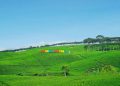 Wisata Kebun Teh Kebawetan, Pesona Alam Sejuk di Kepahiang