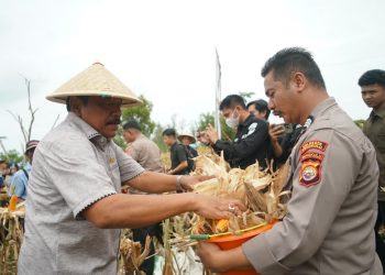 Dukung Program Presiden, Polri dan Pemprov Bengkulu Panen Jagung Serentak