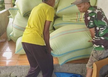 MT I 2026, BULOG Bengkulu Percepat Serapan Gabah untuk Amankan Stok dan Harga Beras