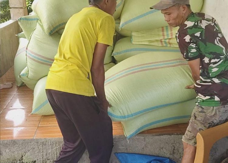 MT I 2026, BULOG Bengkulu Percepat Serapan Gabah untuk Amankan Stok dan Harga Beras