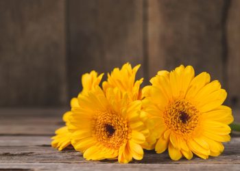 Ampuh Atasi Berbagai Penyakit Kulit, Intip 7 Manfaat Calendula