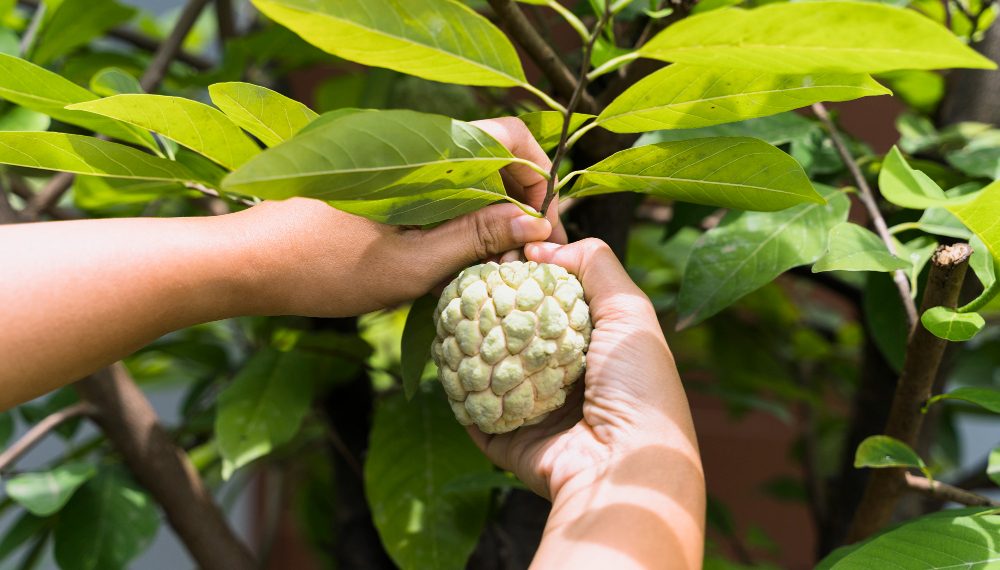 Mengenal Manfaat Luar Biasa Buah Sirsak Untuk Penyakit Kanker