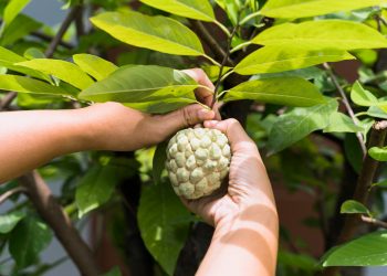 Mengenal Manfaat Luar Biasa Buah Sirsak Untuk Penyakit Kanker