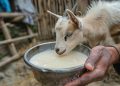 Simak 7 Manfaat Susu Kambing Bagi Kesehatan Tubuh