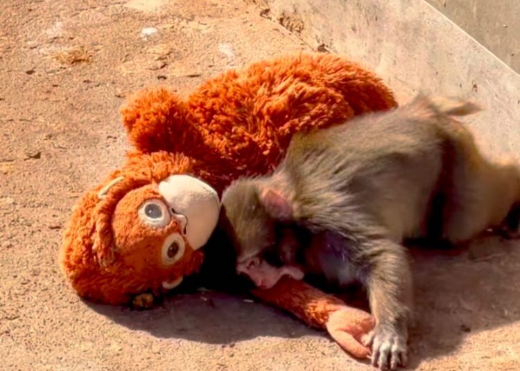 Punch, Bayi Monyet Viral Menjalani Hidup dengan Boneka Orang Hutan Karena Ditinggalkan Induknya