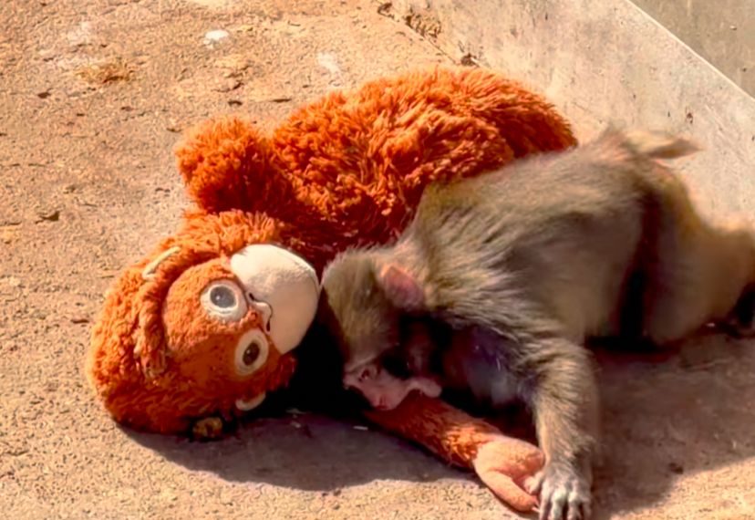 Punch, Bayi Monyet Viral Menjalani Hidup dengan Boneka Orang Hutan Karena Ditinggalkan Induknya