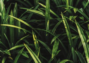 Cari Tahu Apa Saja Manfaat Daun Pandan untuk Kesehatan Tubuh