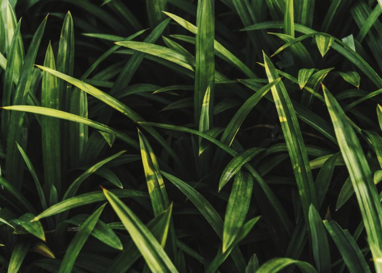 Cari Tahu Apa Saja Manfaat Daun Pandan untuk Kesehatan Tubuh