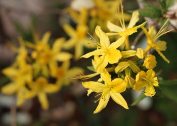 Miliki Harum yang Menenangkan, Kenali Manfaat Bunga Kenanga Untuk Kesehatan