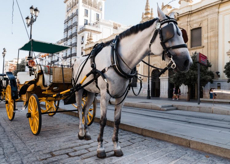 Delman Daya Tarik Wisata Hiburan di Pantai Panjang kota Bengkulu
