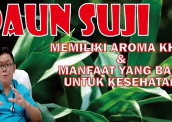 Mengenal Manfaat Daun Suji, Ulasan Kesehatan Bersama dr. Fery Juliawan