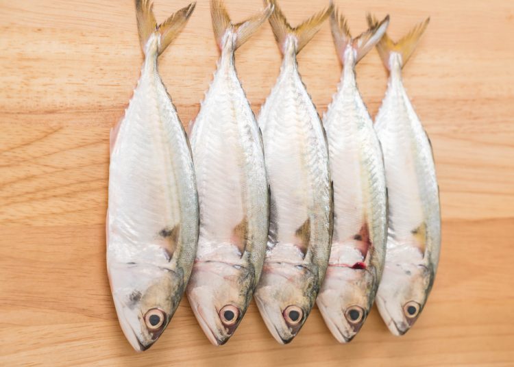 Penting Untuk Kecerdasan Otak Janin, Kenali 5 Manfaat Ikan Kembung untuk Ibu Hamil dan Janin