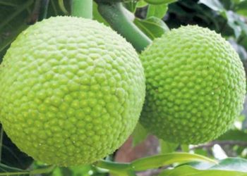 Superfood, Inilah Manfaat Sukun Untuk Kesehatan Tubuh