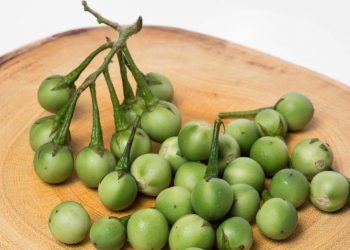 Tak Disangka! 5 Manfaat Buah Takokak untuk Kesehatan