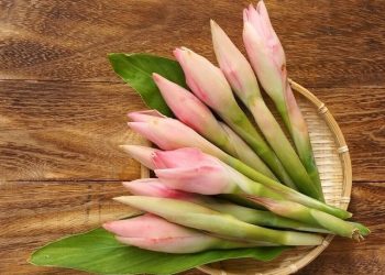 Begini Cara Mengolah Kecombrang Agar Berkhasiat Redakan Panas Dalam