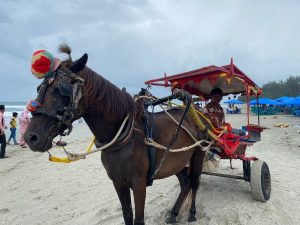 Delman Sebagai Daya Tarik Wisata di Pantai Panjang Kota Bengkulu