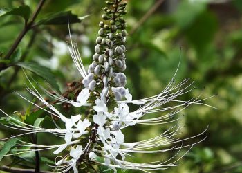 Dipercayai Sebagai Ramuan Alami, Intip Manfaat Luar Biasa Kumis Kucing