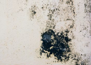 Ngeri! Dokter Ungkap Bahaya Black Mold yang Ada di Tembok Rumah