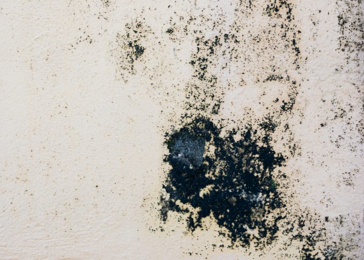 Ngeri! Dokter Ungkap Bahaya Black Mold yang Ada di Tembok Rumah